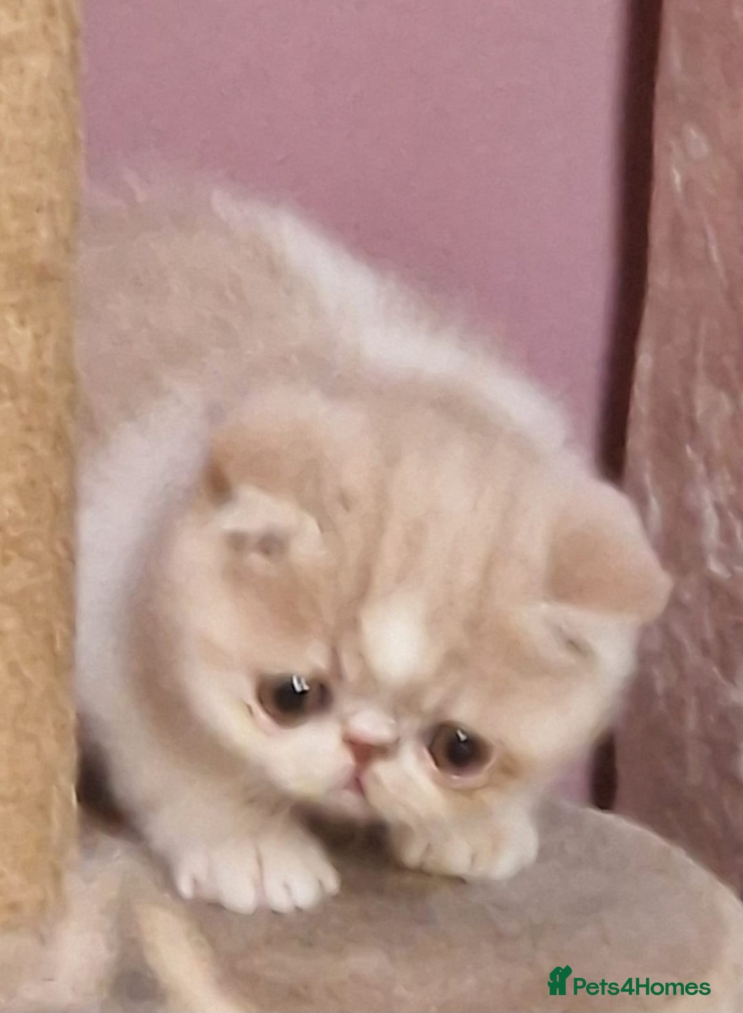 Exotic cats for sale: OUTSTANDING  QUALITY EXOTIC  KITTENS - Advert 10