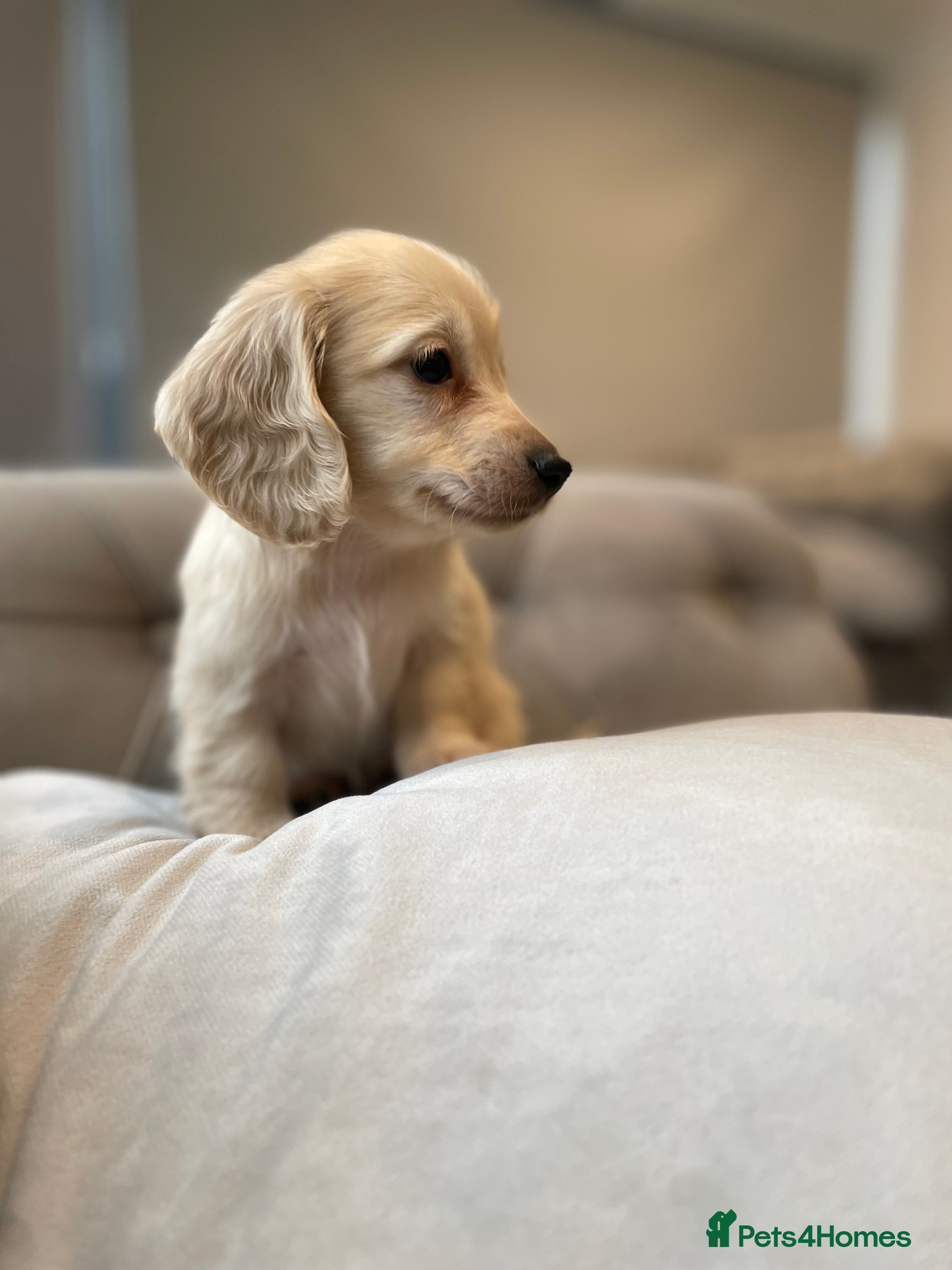 Miniature Dachshund dogs English cream miniature long-haired dachshunds - Advert 16