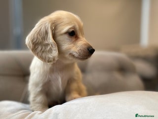 Miniature Dachshund dogs English cream miniature long-haired dachshunds - Advert 17