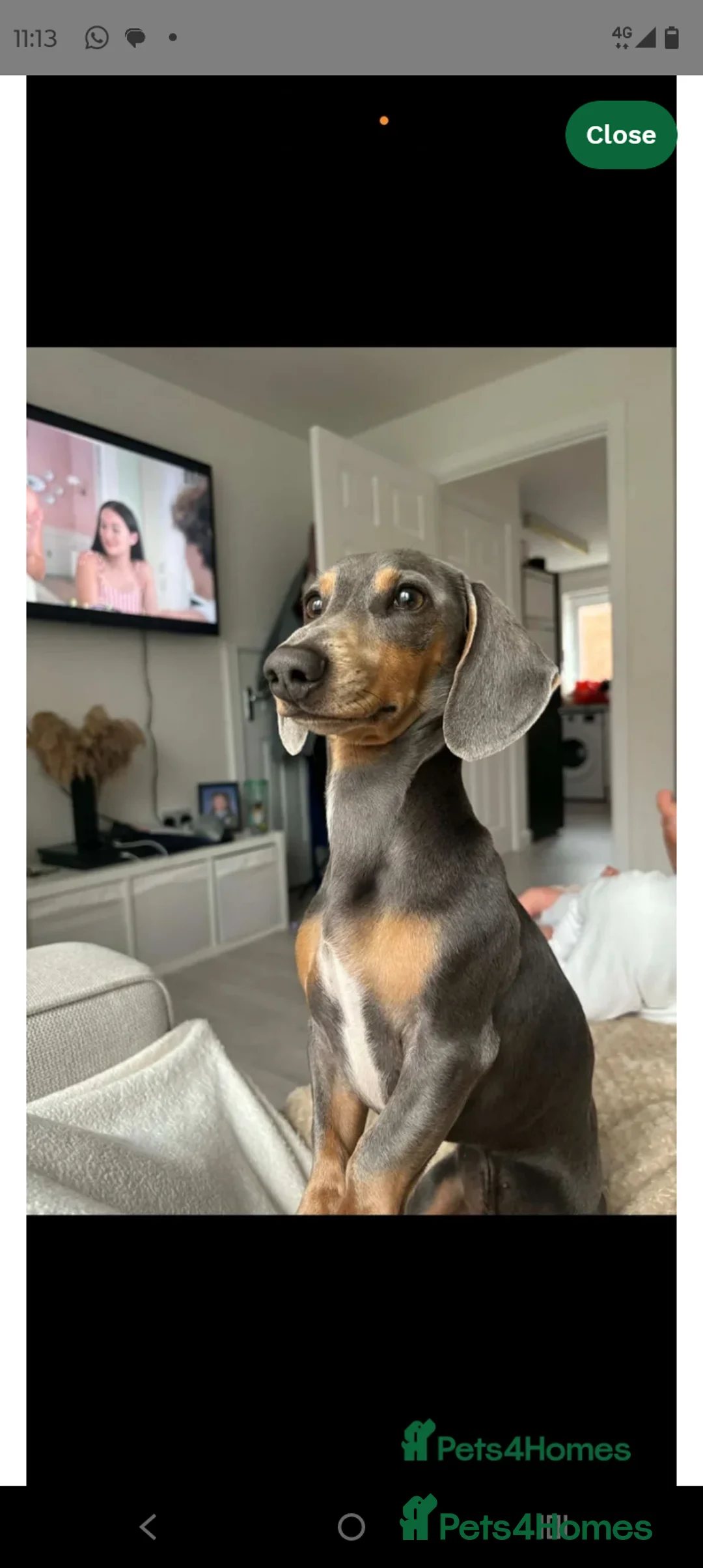 Dachshund dogs for stud: Dachshund stud lilac - Advert 2