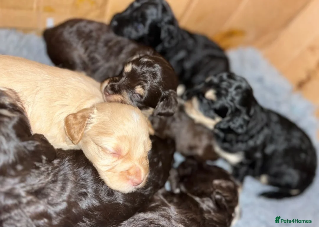 Schnoodle dogs for sale: GORGEOUS SCHNOODLES  - Advert 1