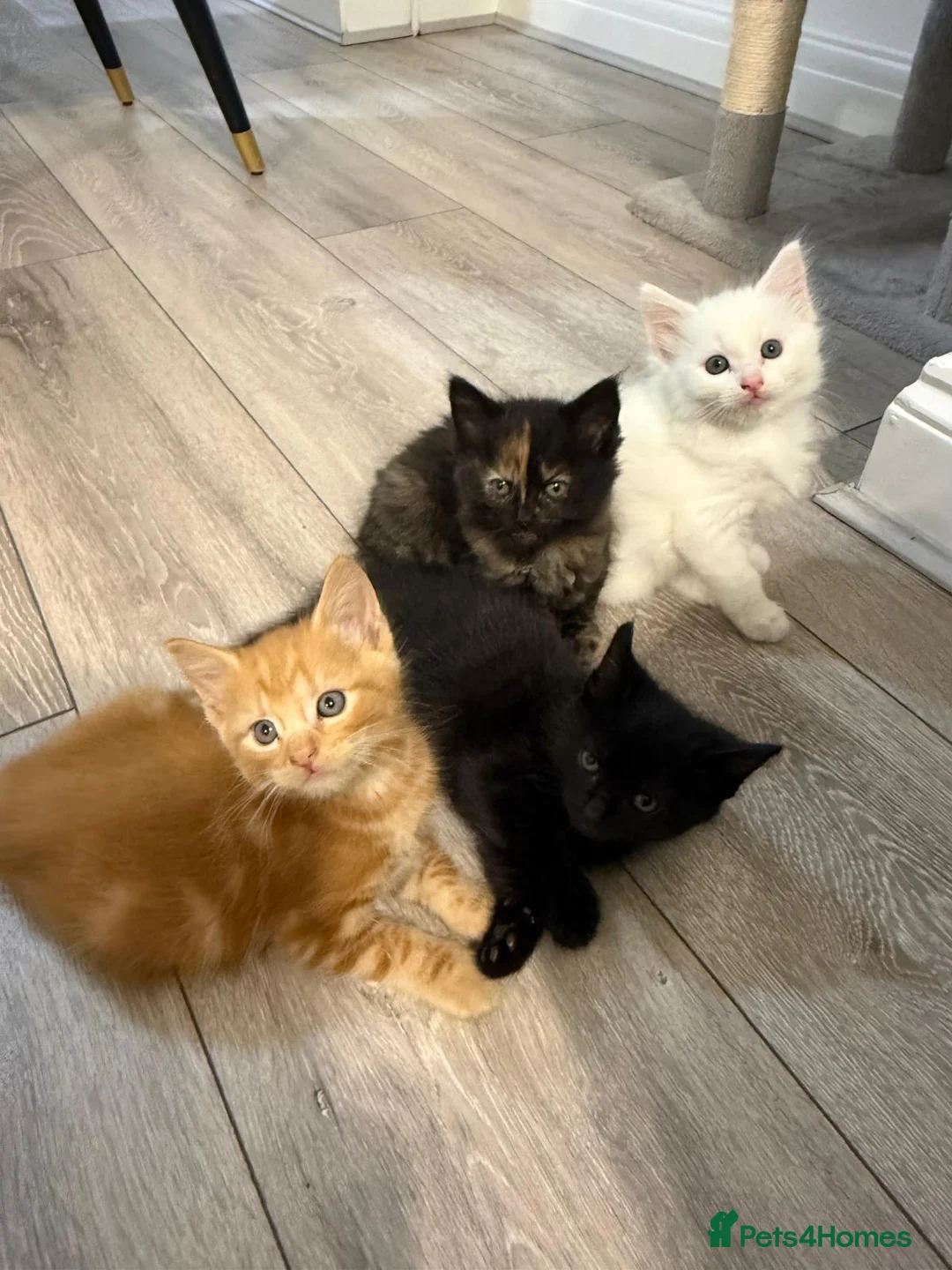 Mixed Breed cats for sale: Kittens for Sale in Enfield - Advert 7