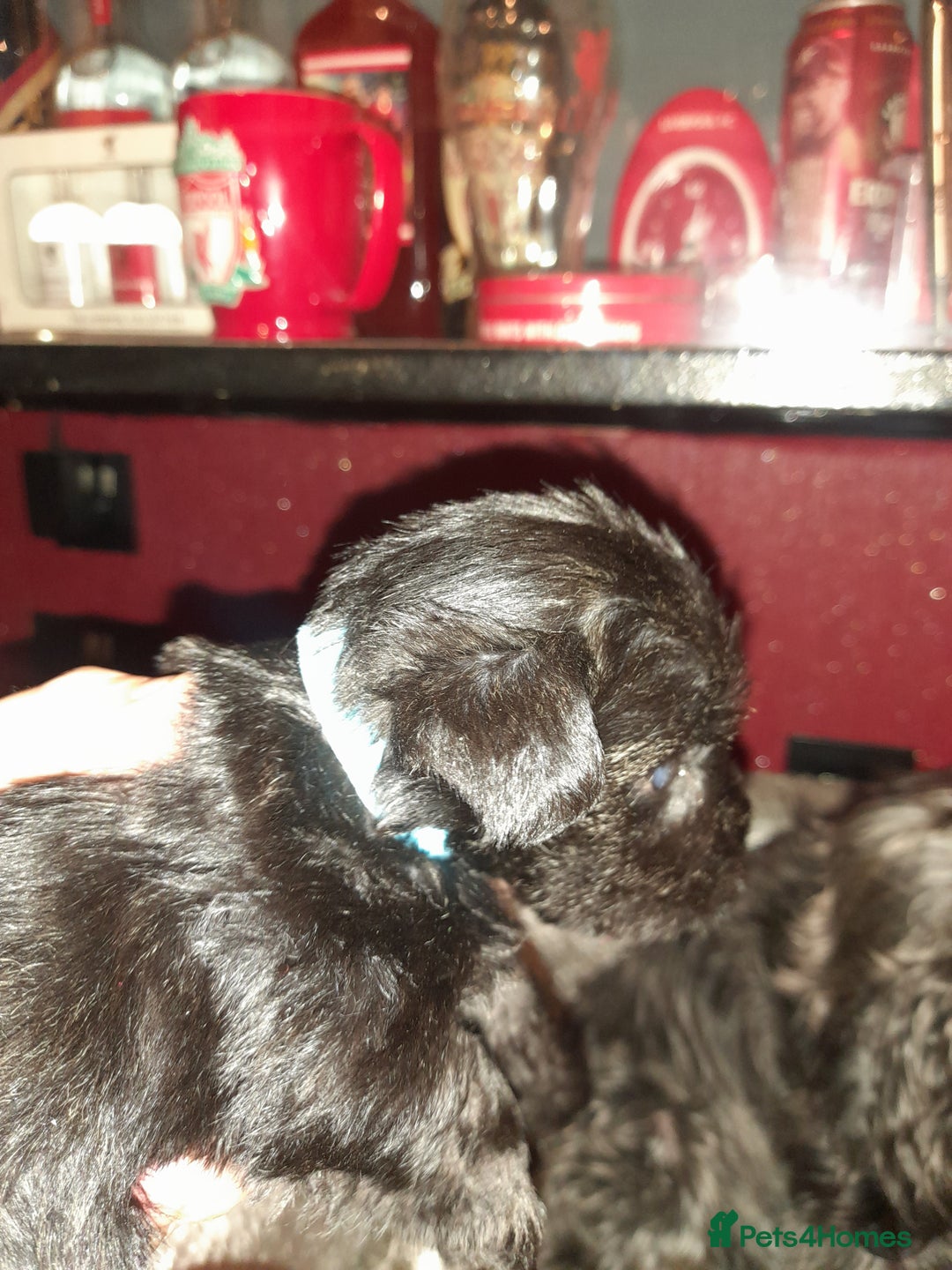 Mixed Breed dogs for sale: Snorkie pups - Advert 12