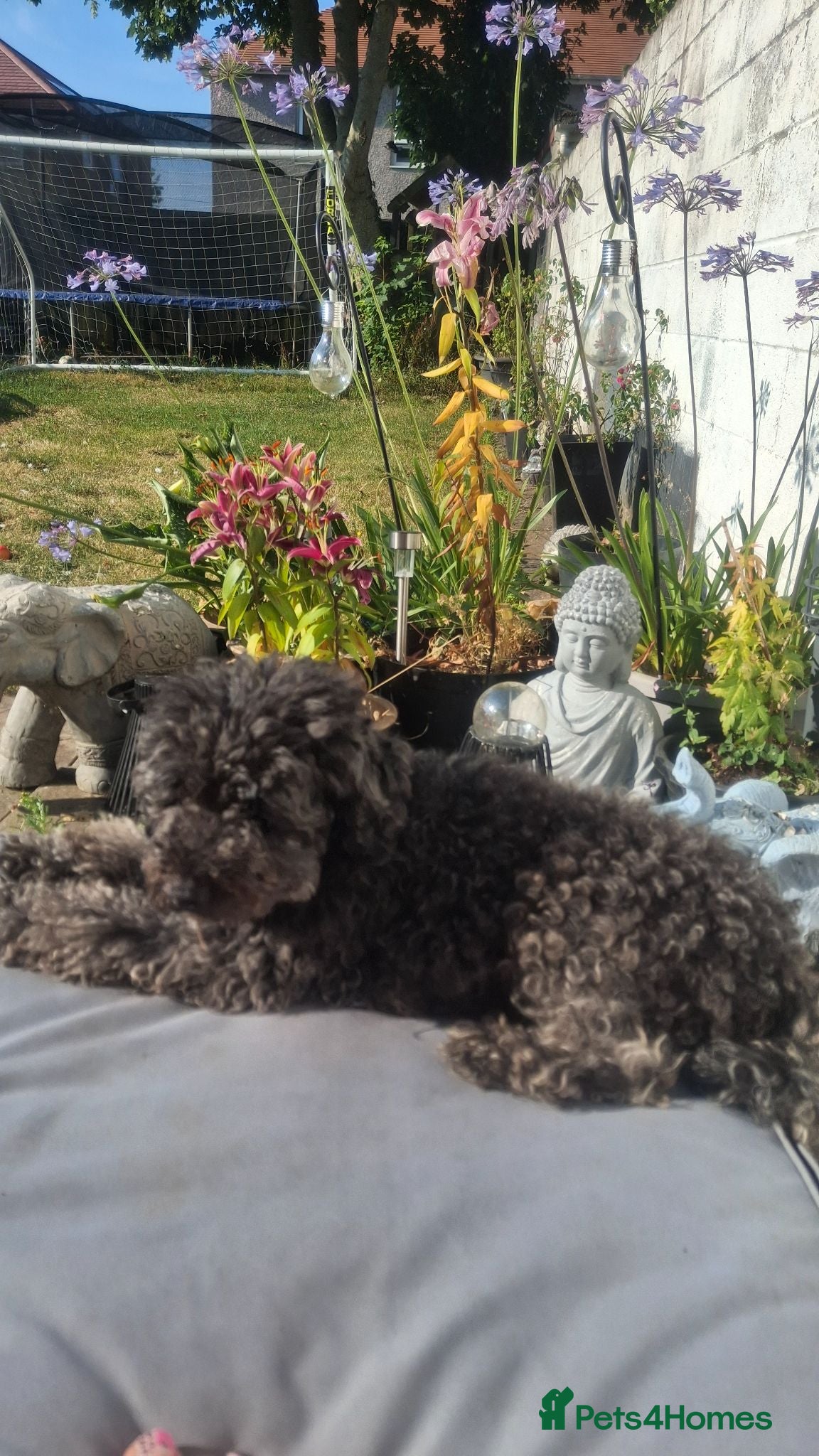 Maltipoo dogs Ready now Beautiful fluffy pups - Advert 1