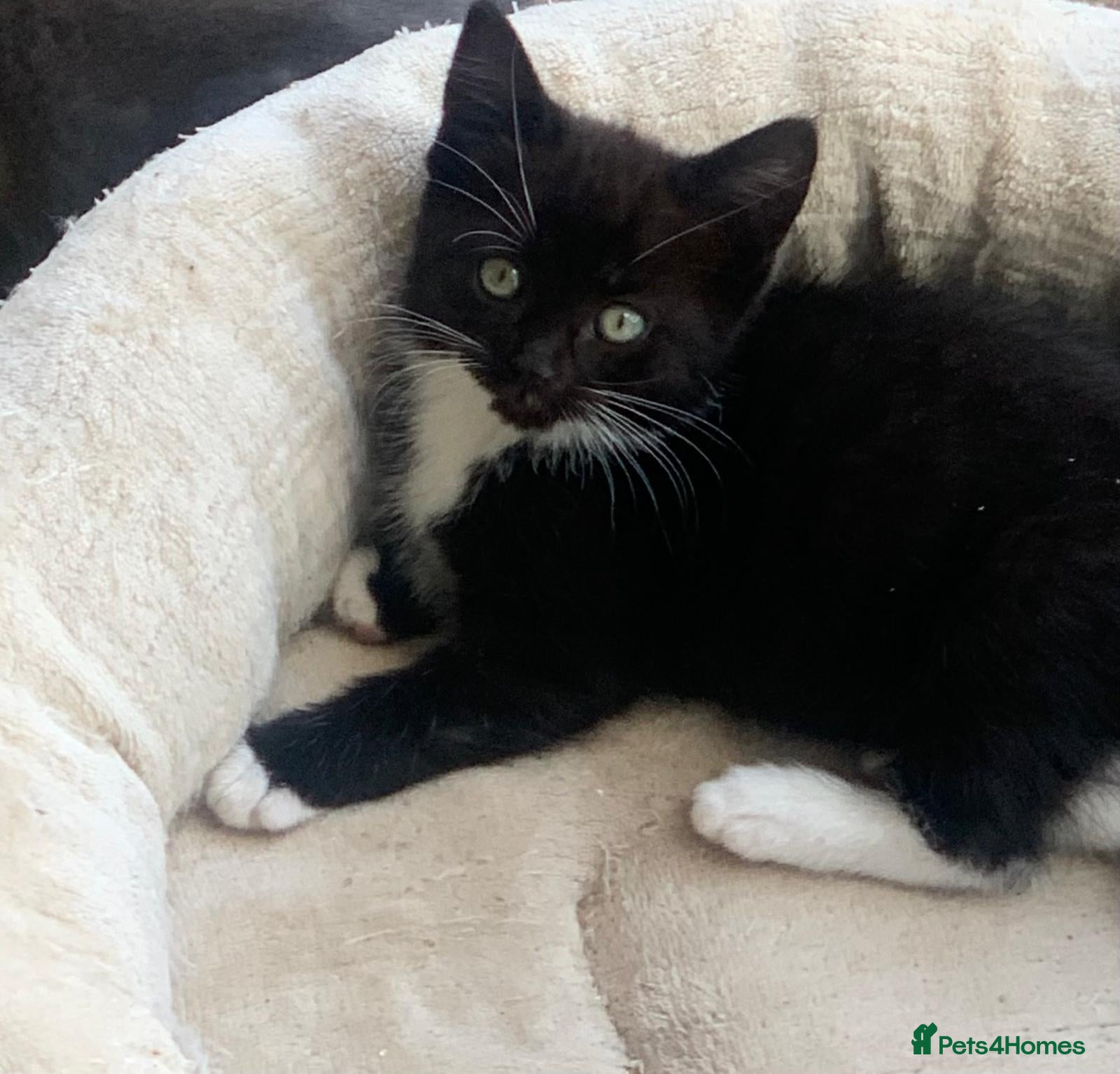 Mixed Breed cats 1 Female Kitten Left  - Advert 4