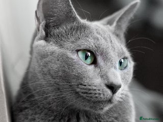 Russian Blue cats in London - Advert 10