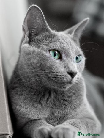 Russian Blue cats in London - Advert 1