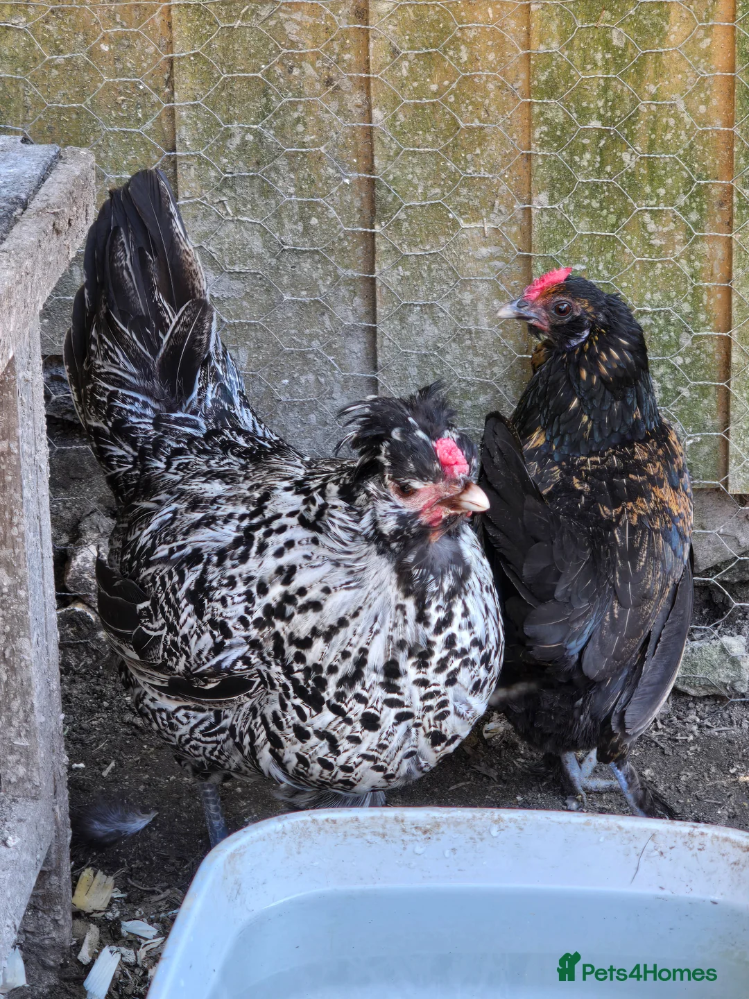 Chickens poultry for sale: Appenzeller Spitzhauben Hen - Advert 2