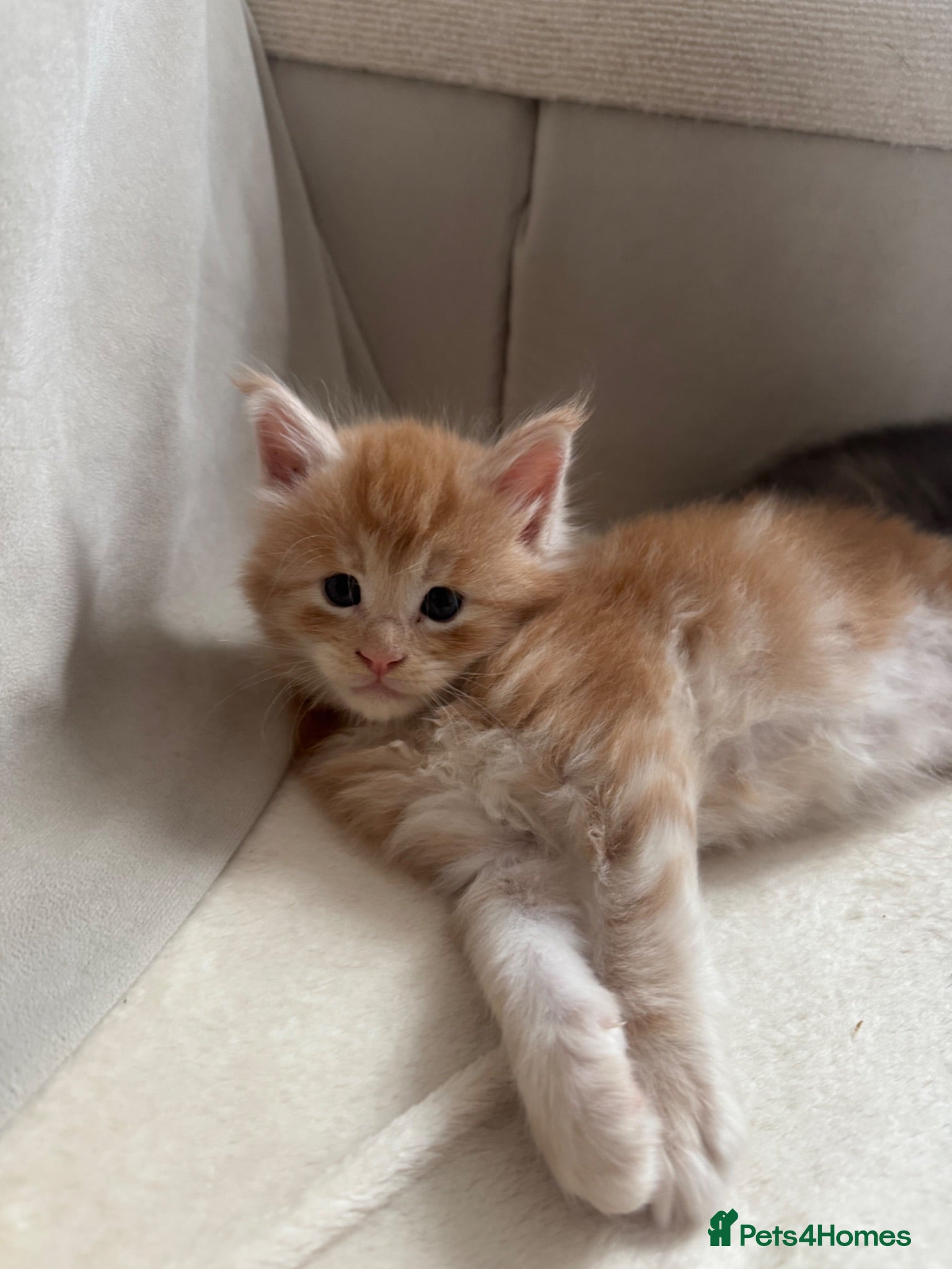 Maine Coon cats     ✨TICA Maine Coon Kittens | Licensed Breeder✨ - Advert 1