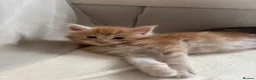 Maine Coon cats for sale:     ✨TICA Maine Coon Kittens | Licensed Breeder✨ - Advert 21