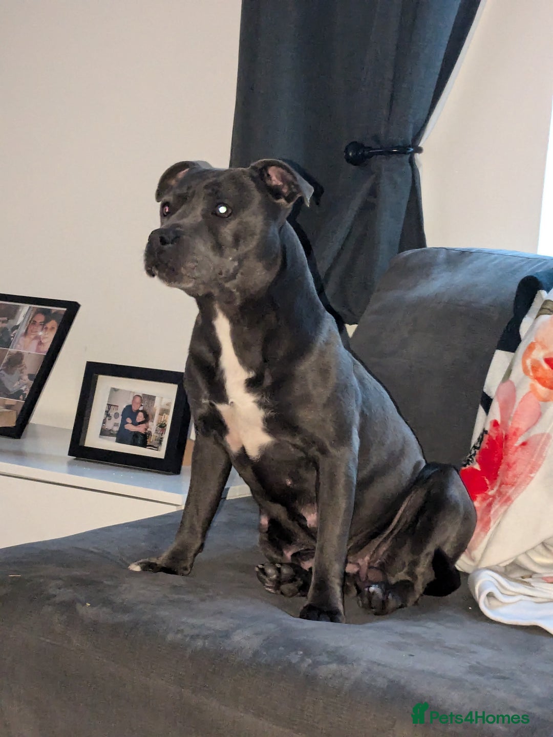 Staffordshire Bull Terrier dogs for sale: Gorgeous blu - Image 4
