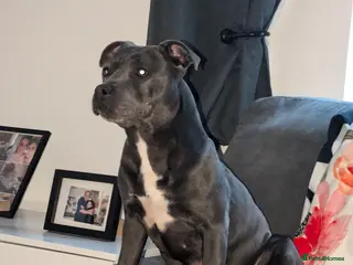 Staffordshire Bull Terrier dogs Gorgeous blu - Advert 15