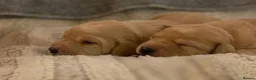 Labrador Retriever dogs for sale: 1 pedigree Labrador boy - Advert 3