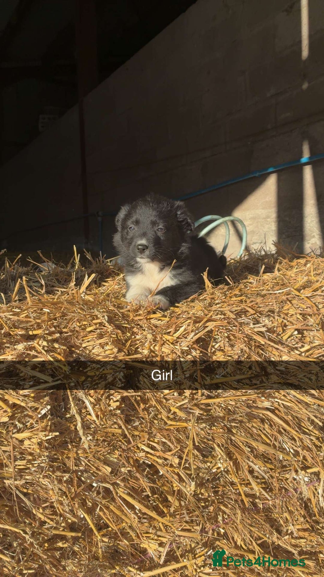 Border Collie dogs for sale: Border Collie Pups For Sale 🏡  - Advert 4