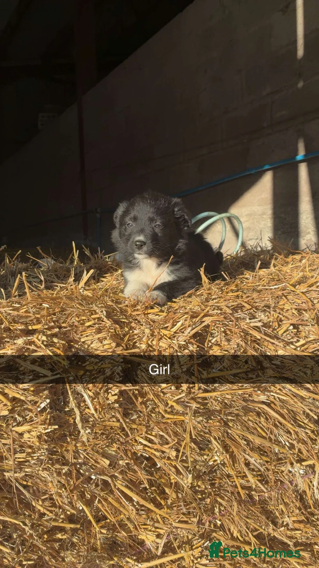Border Collie dogs for sale: Border Collie Pups For Sale 🏡  - Advert 4