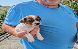 Jack Russell dogs for sale: Miniature Jack Russell's - Image 5