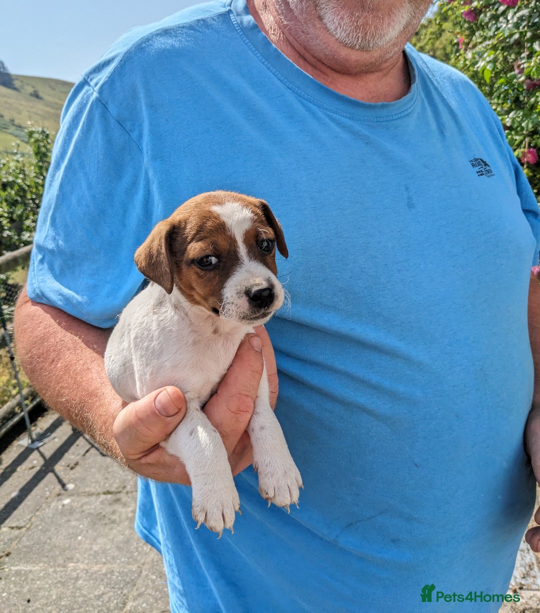 Jack Russell dogs for sale: Miniature Jack Russell's - Image 5