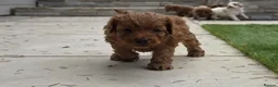 Cockapoo dogs for sale: Outstanding cockapoo puppies - Advert 37