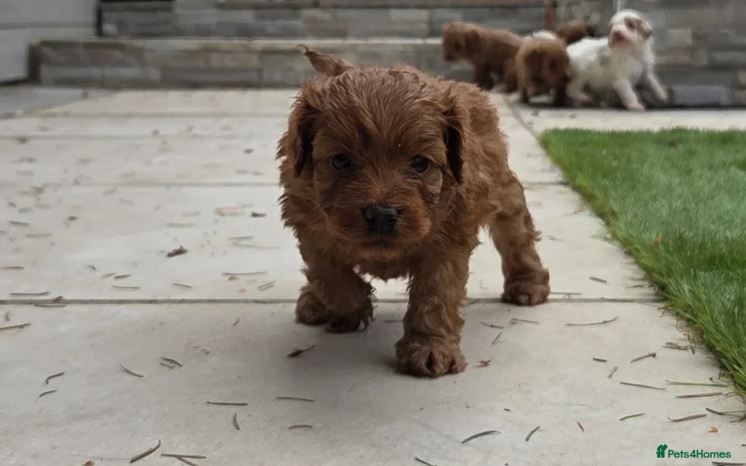 Cockapoo dogs for sale: Outstanding cockapoo puppies - Advert 37