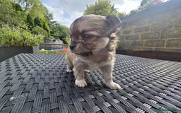 Chihuahua dogs for sale: Beautiful fluffy long haired chihuahuas - Image 27