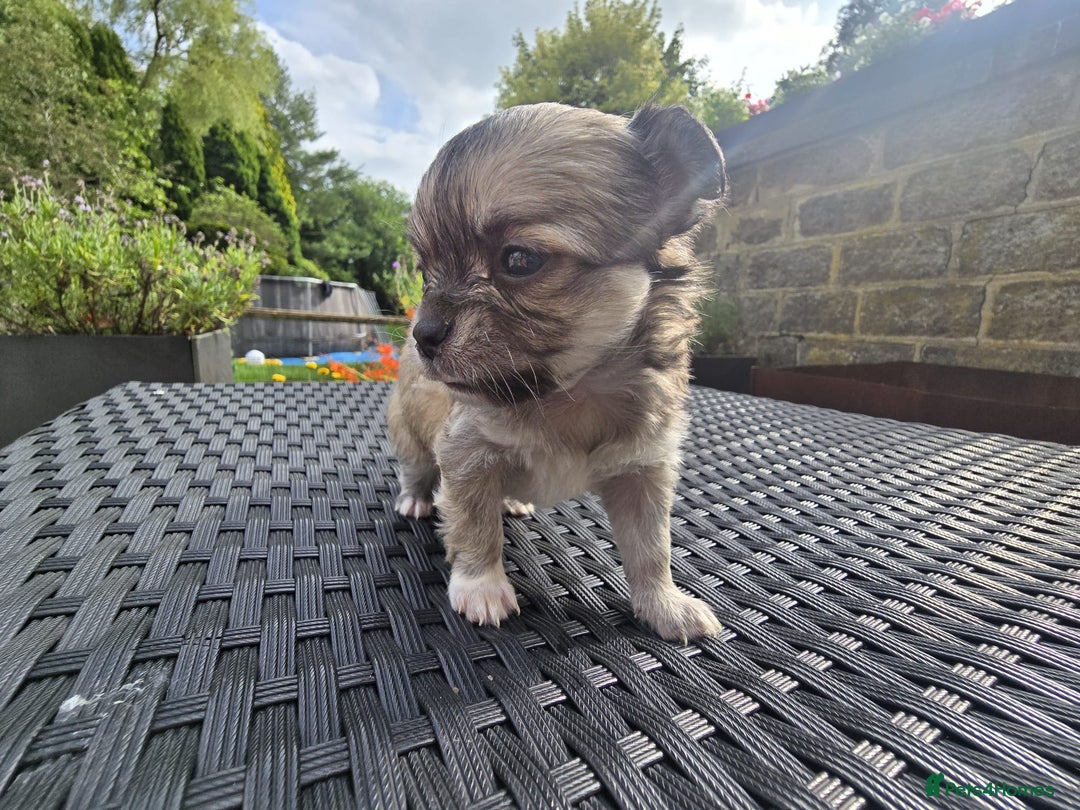 Chihuahua dogs for sale: Beautiful fluffy long haired chihuahuas - Image 27