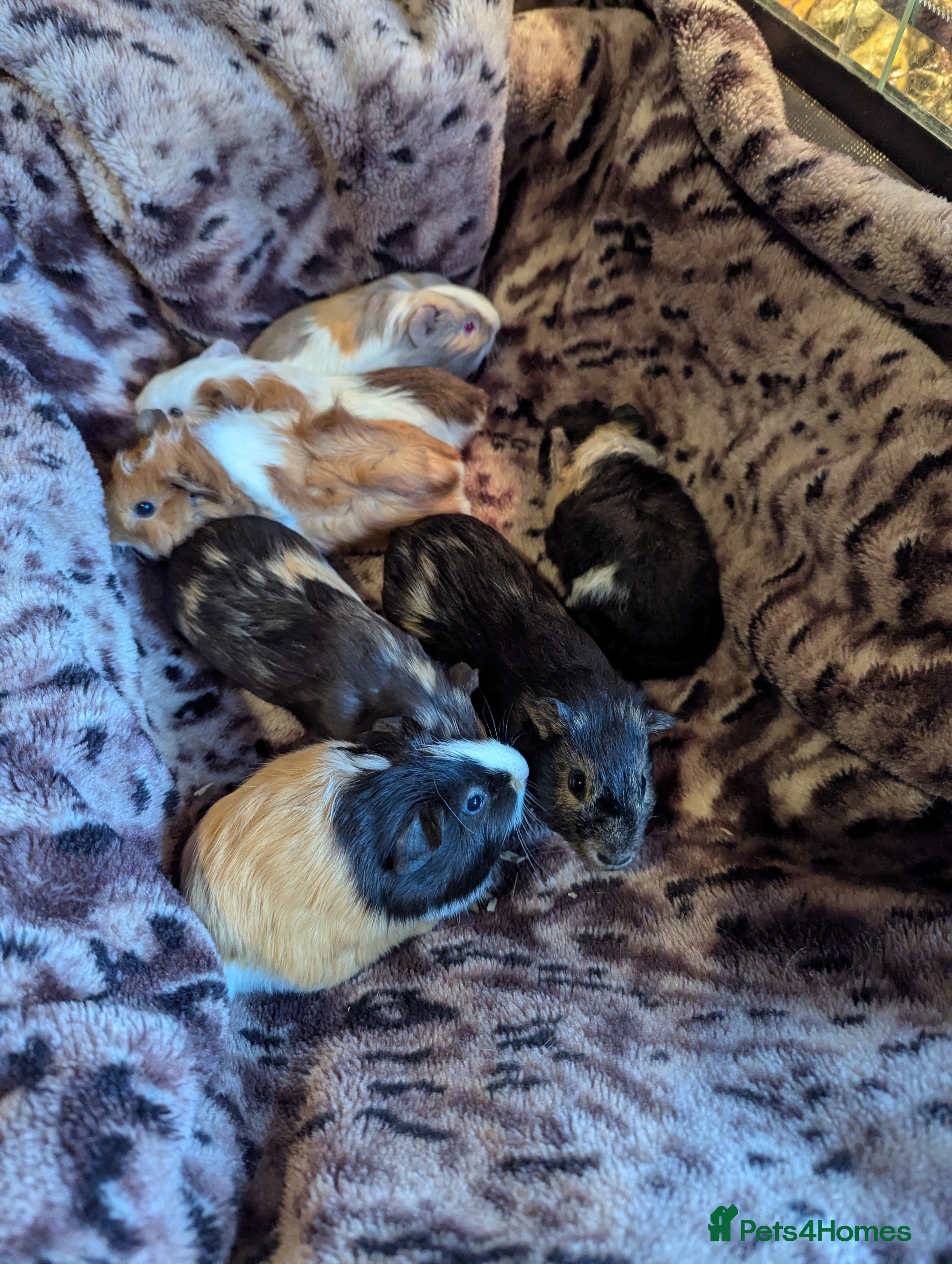 Guinea Pig rodents Beautiful male Baby Guinea Pigs - Advert 17