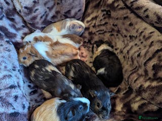 Guinea Pig rodents Beautiful male Baby Guinea Pigs - Advert 9