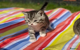 Scottish Fold cats for sale: Olga Bujor  - Image 4