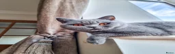 British Shorthair cats for sale: British shorthair  - Advert 6