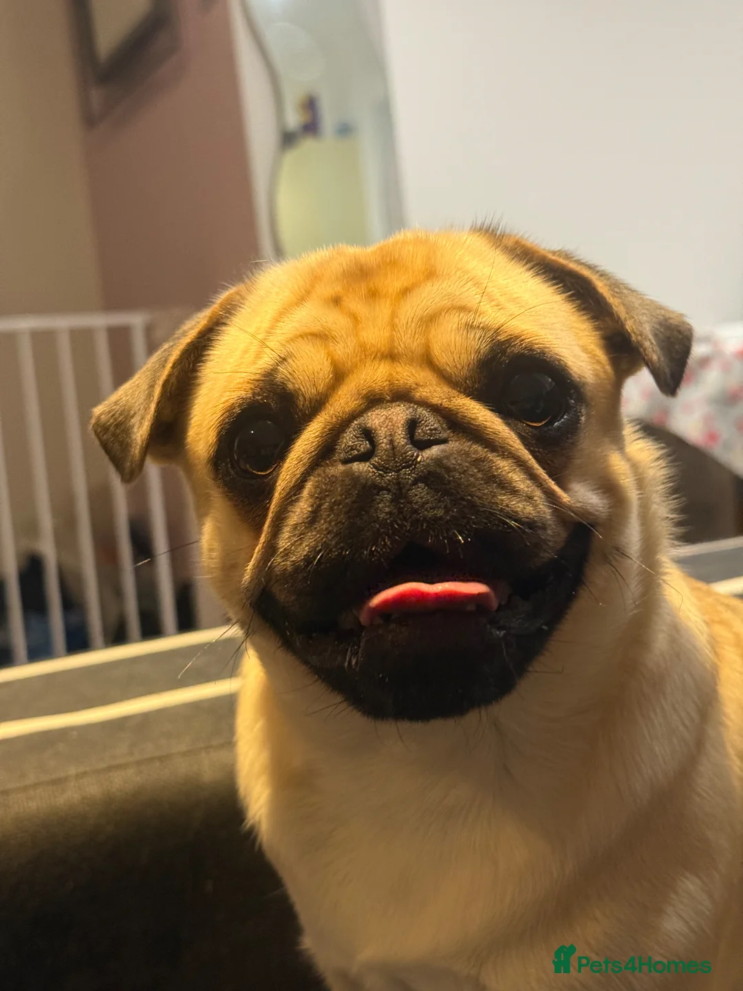 Pug dogs for stud: Looking for stud in Ilford - Advert 2