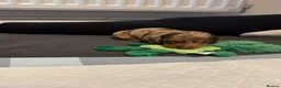 Miniature Dachshund dogs for sale: Miniature Dachshund puppies in Derby - Advert 26