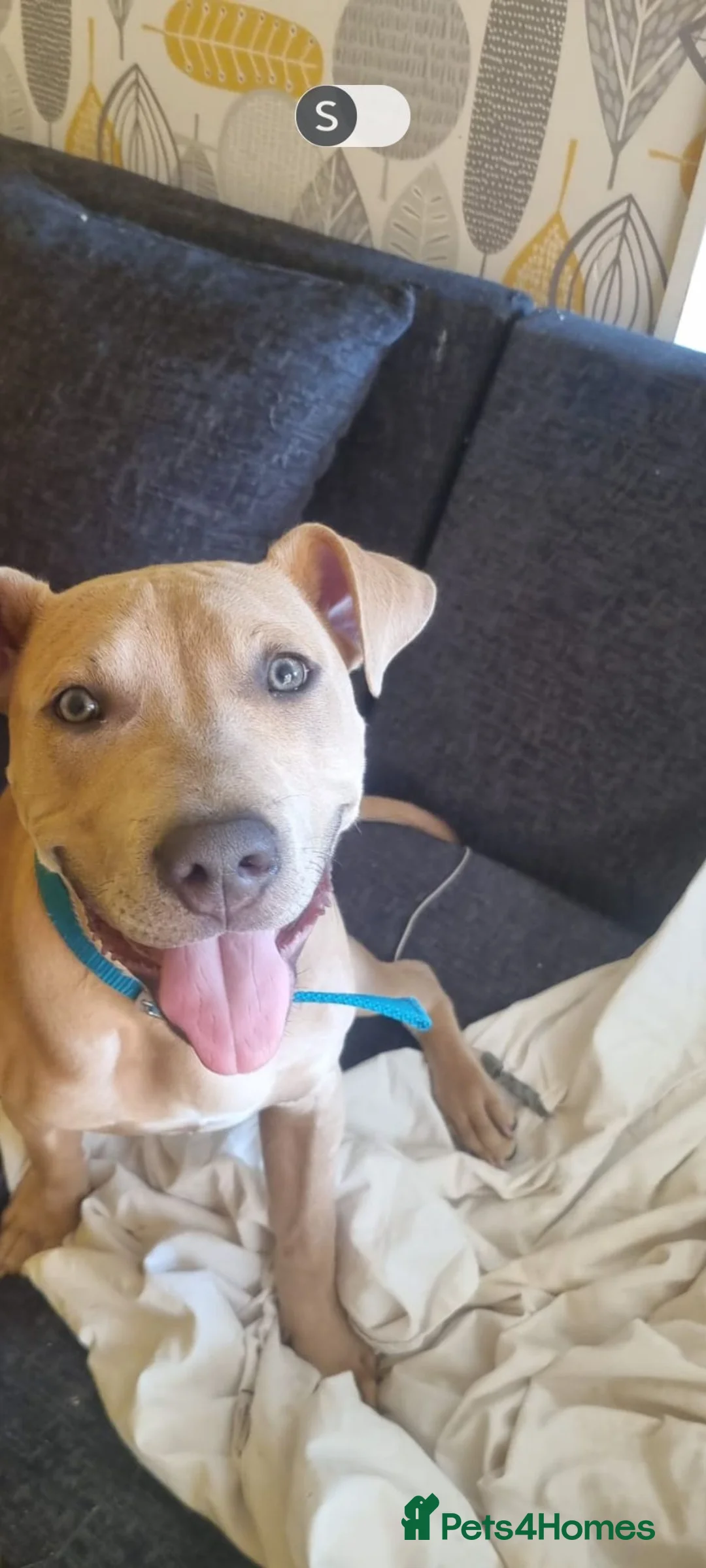 Staffordshire Bull Terrier dogs for sale: American Staffordshire bull terror  in Nottingham - Advert 2