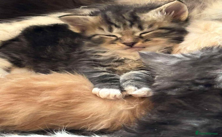 Siberian cats - Advert 1