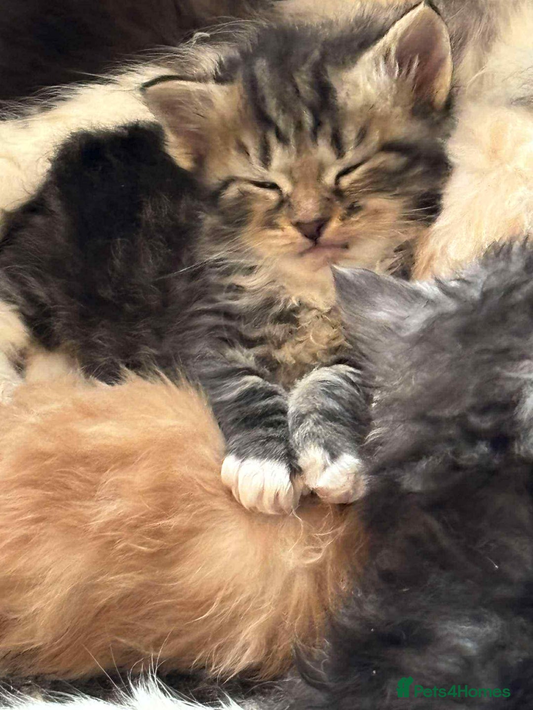Siberian cats for sale: Siberian kittens - Image 1