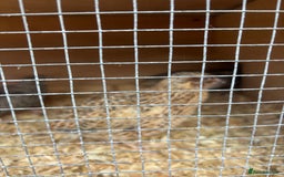 Mixed Breed birds for sale: Male Quail - Image 1