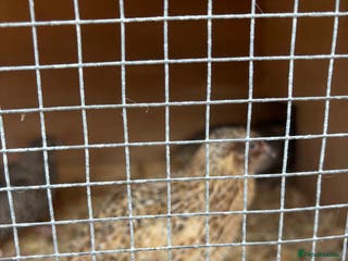 Mixed Breed birds Male Quail - Advert 1