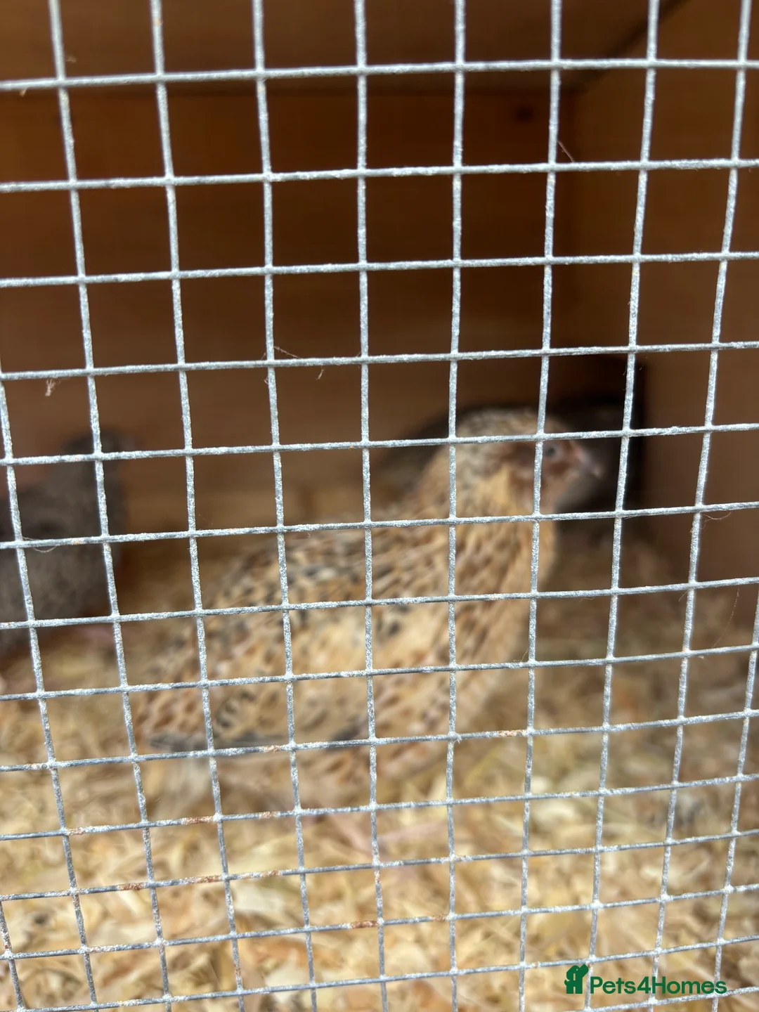 Mixed Breed birds for sale: Male Quail - Advert 1