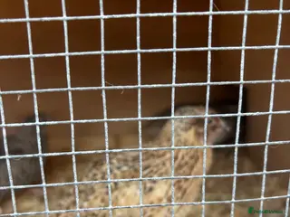 Mixed Breed birds Male Quail - Advert 19