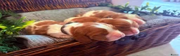 Cavalier King Charles Spaniel dogs for sale: HEALTH TESTED CLEAR cavalier puppies  - Advert 22