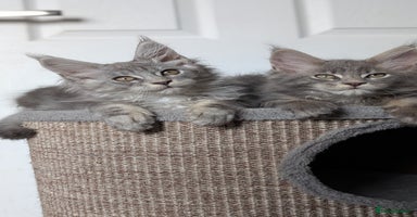 Maine Coon cats - Advert 2