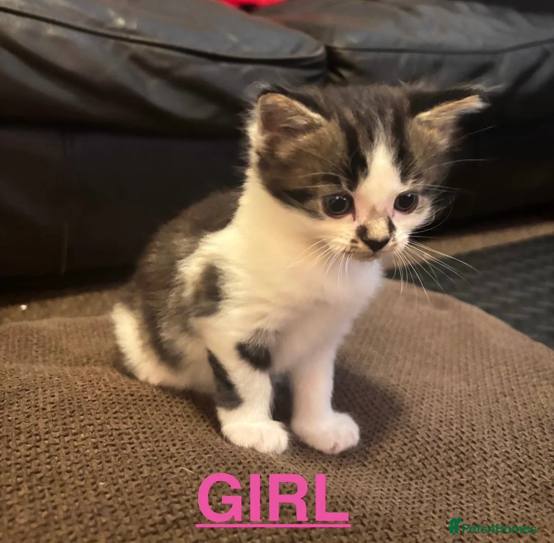 British Shorthair cats for sale: Beautiful British Shorthair Kittens in Westcliff-on-Sea - Advert 2