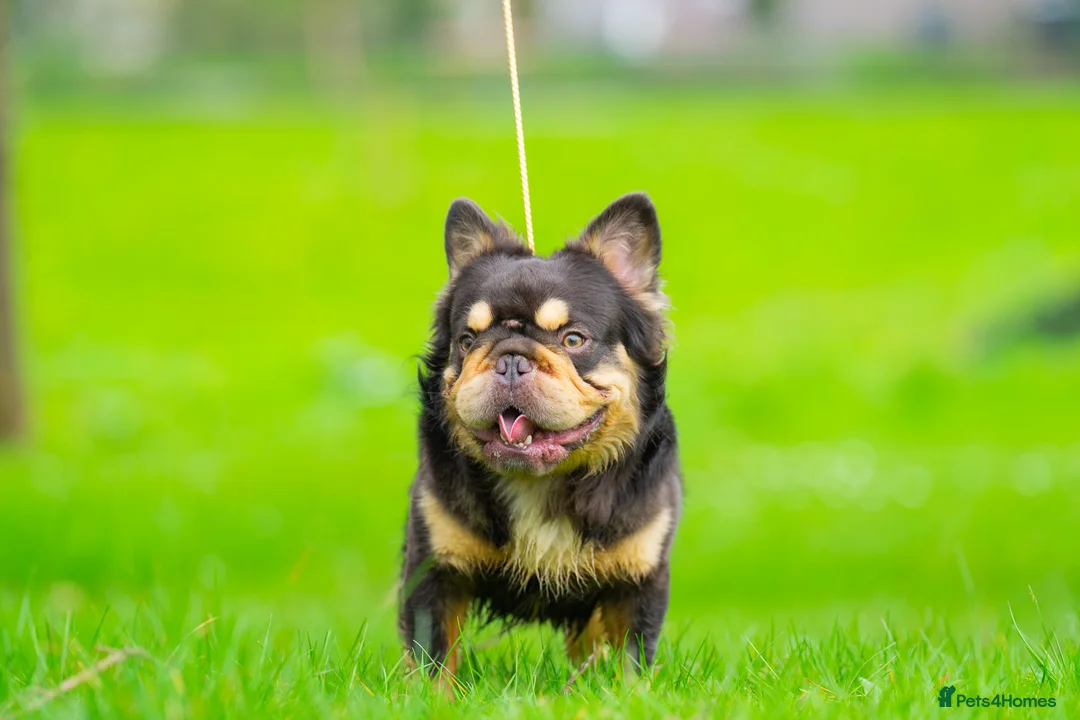 French Bulldog dogs for stud: Visual Big 🧶 Fluffy Stud in Abertillery - Advert 2