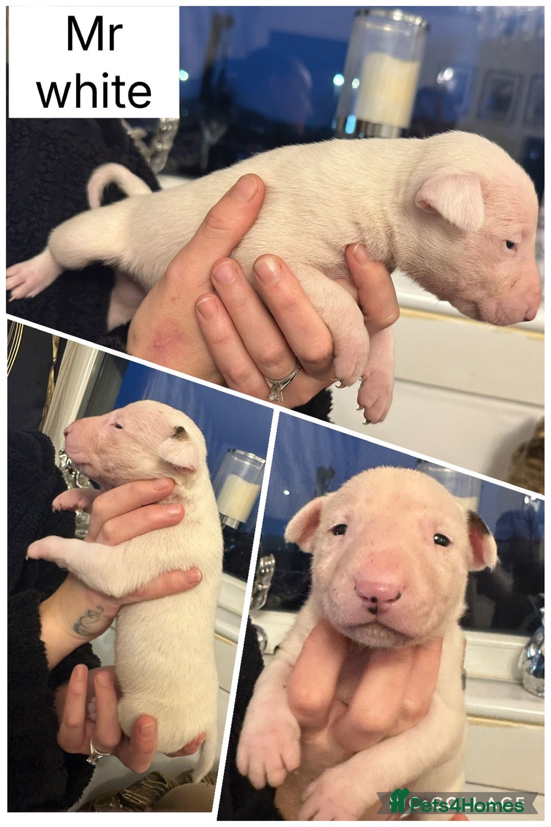English Bull Terrier dogs for sale: Champion bloodline English bullterrier puppys. - Advert 8