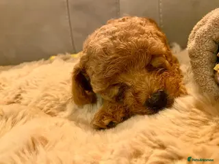 Poochon dogs ♥️🐶🧸 RARE TINY ASIAN TOY POOCHONS FOR SALE ♥️ - Advert 14