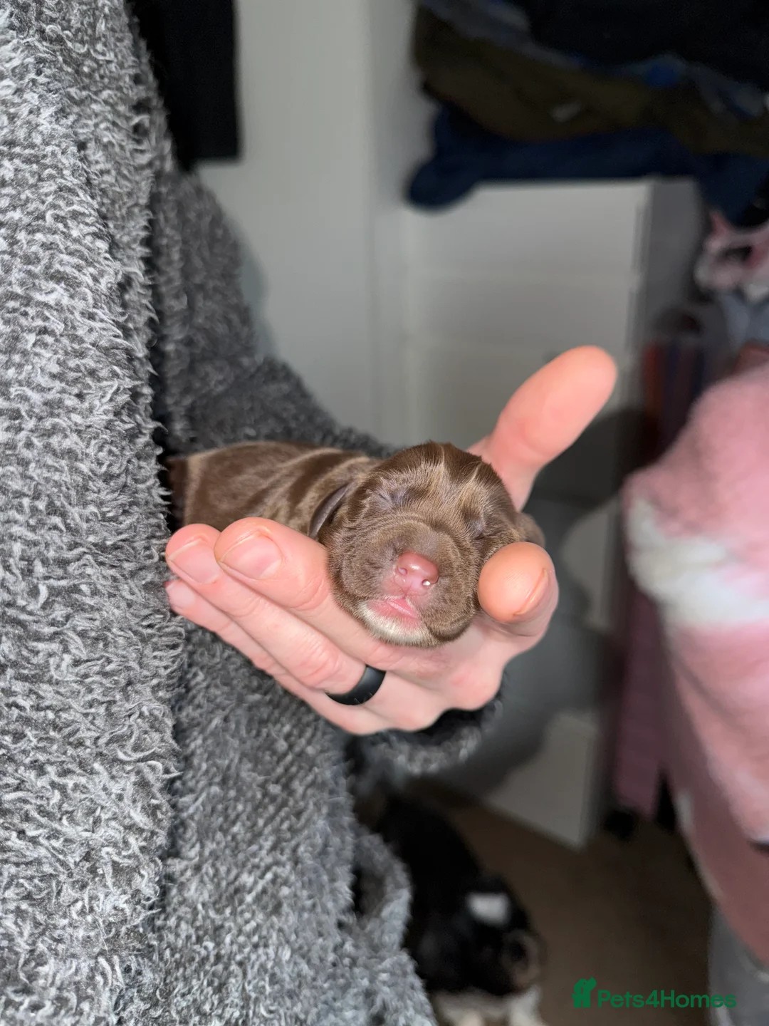 Cocker Spaniel dogs for sale: 5 working cocker spaniel pups  - Advert 3