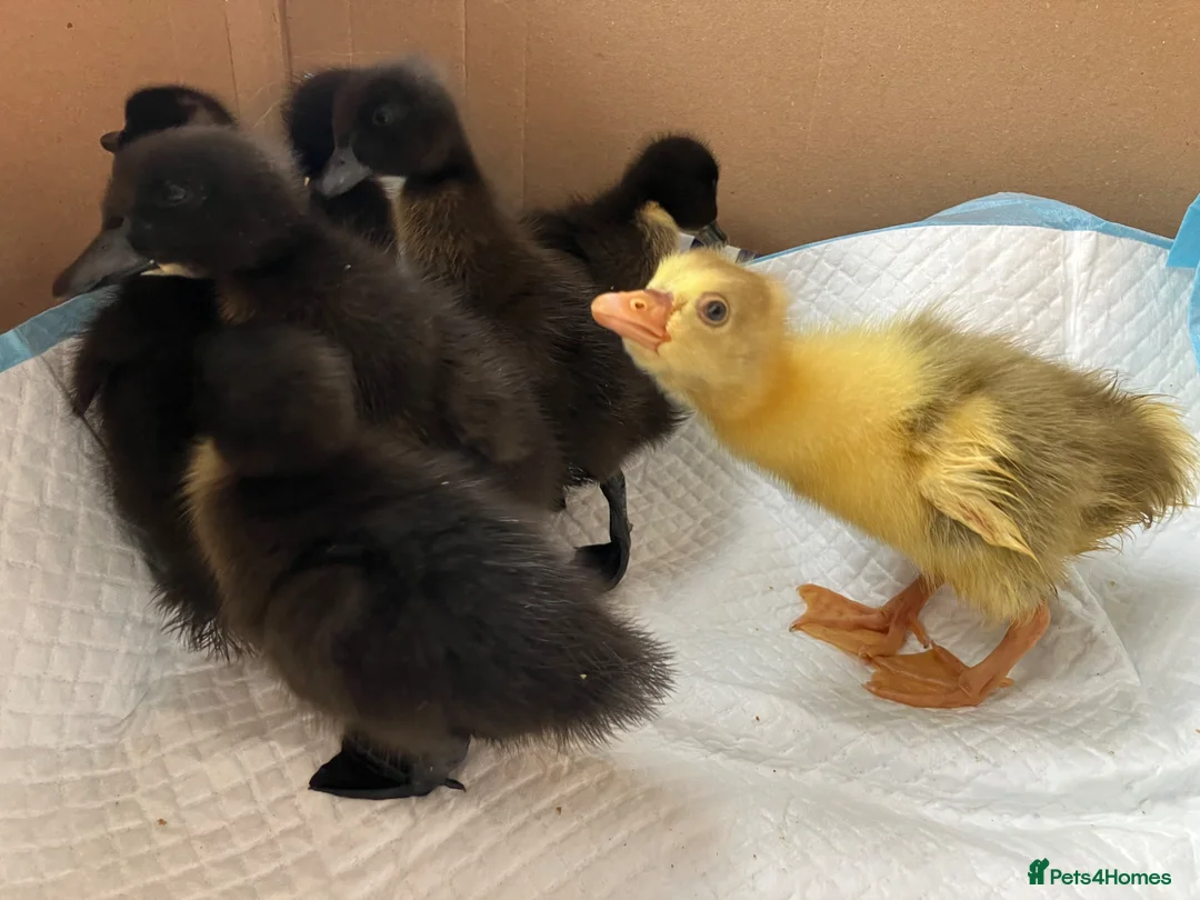 Ducks poultry for sale: Cayuga cross ducklings  and goslings various ages - Advert 2