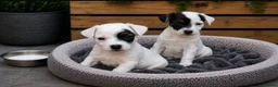 Parson Russell dogs for sale: Quality Parsons Russell Terrier Puppies - Advert 9