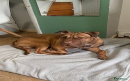 Mixed Breed dogs for sale: Kilo  - Image 3