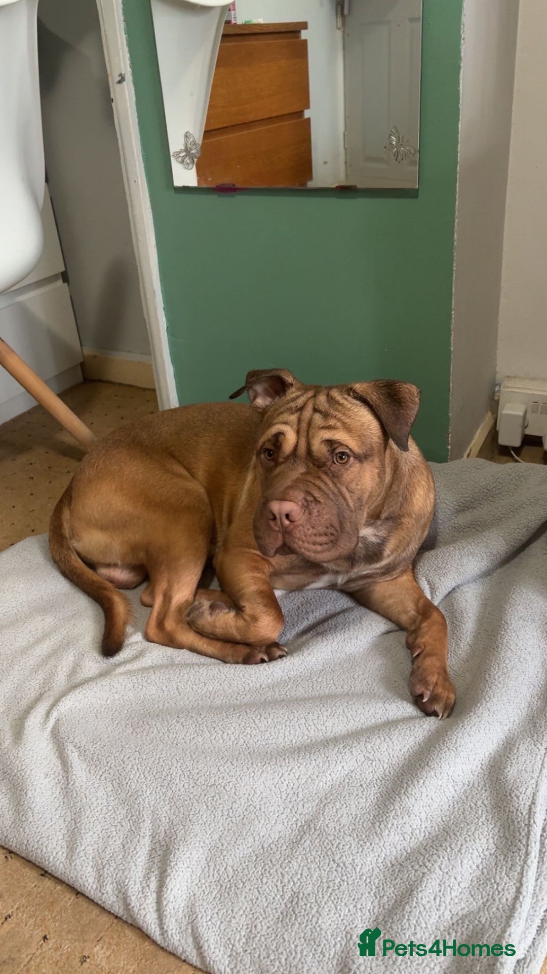 Mixed Breed dogs for sale: Kilo  - Image 3