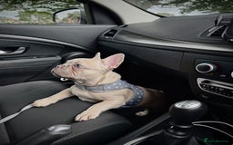 French Bulldog dogs for sale: Our 8 months old luna looking for new home - Advert 5